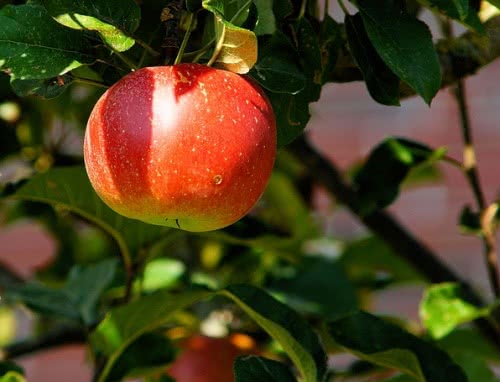 Städtischer Obstbau Metzingen