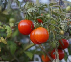 Tomaten Saarland