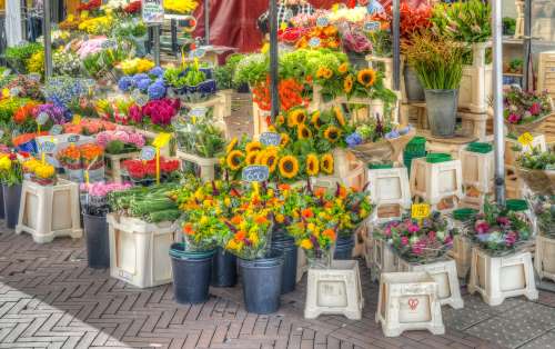 Blumen- und Pflanzenmarkt Eisleben Eisleben