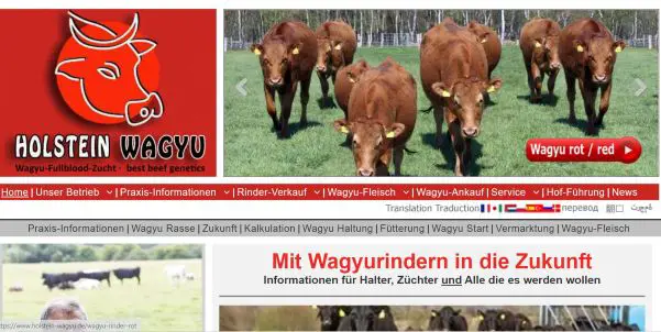 Holstein Wagyu - Rinderzucht Marquardt Negenharrie