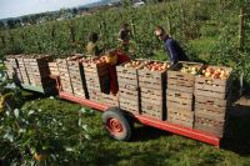 Bio-Obstbau Gebhardt Moringen