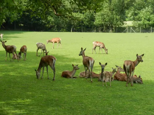 Wildhandel Reetz - Weide Hirsche