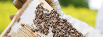 Geiler Honig Bienen