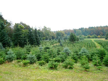 Jürgen Goller Weihnachtsbäume