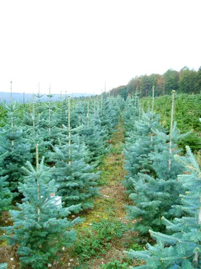 Jürgen Goller Weihnachtsbäume