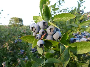 Heidelbeeren auf dem Hof Bartels in Holste