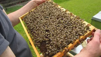Imkerei Schönecker Bienen