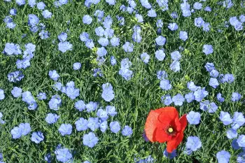 Leinblüten Tannenhof in Besra