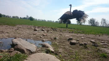 Straußenland Nedlitz Vogelstrauss