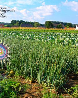 Fein- und Feldgemüse Dahlem Bodenwöhr