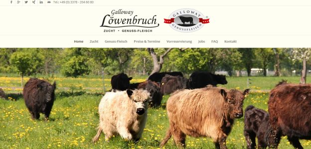 Galloway Zucht Löwenbruch Ludwigsfelde-Löwenbruch