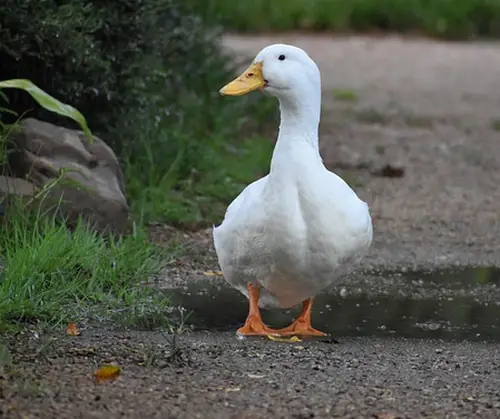 Enten