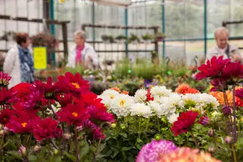 Gemüsehof Elfringhausen Blumensortiment