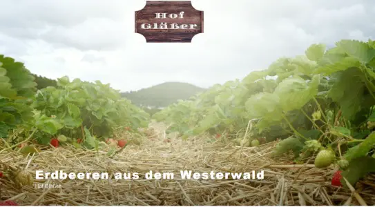 Hof Gläßer - Erdbeeren & Weihnachtsbäume aus dem Westerwald Breitenau