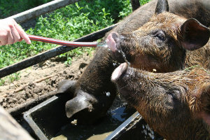 Landwirtschaft auf dem Gestücht Schochendorf in Ottobeuren