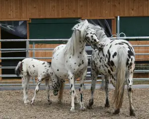 Pferdehaltung auf dem Gestüt Schochenhof