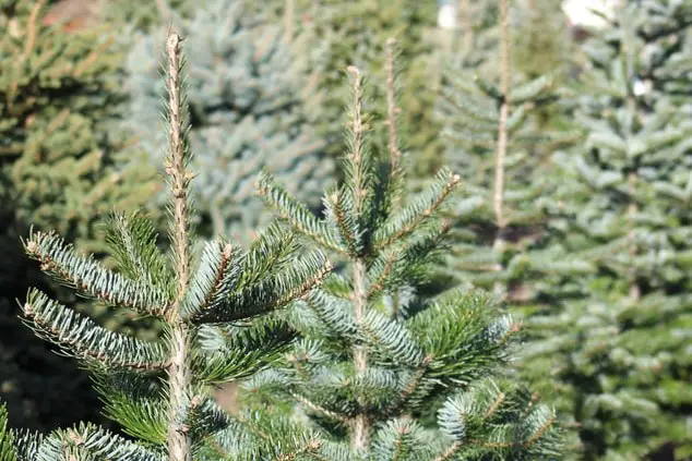 Bio-Weihnachtsbaumverkauf - Forstgruppe Lebenswerkgemeinschaft Berlin - Dahlem