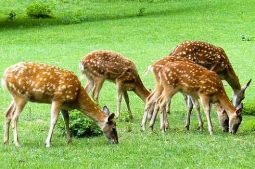 Damwildgehege und Hofladen Nögel Effeltrich