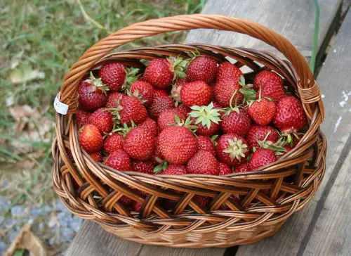 Obstbau Alteköster - Erdbeeren-Alteköster Möhnesee-Körbecke