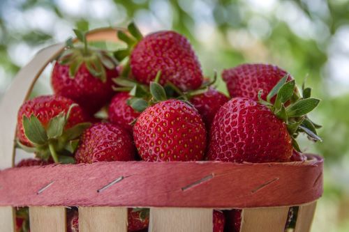 Erdbeeren Möllers Ochtrup