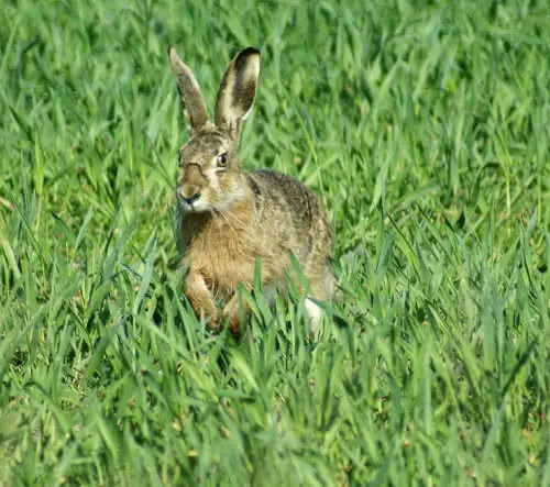 Wildverkauf Liebhardt Pfaffenhofen OT Walkersbach