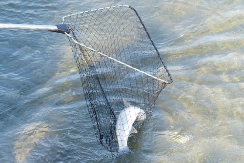 Fischereibetrieb Kaufmann Eckersdorf - Donndorf