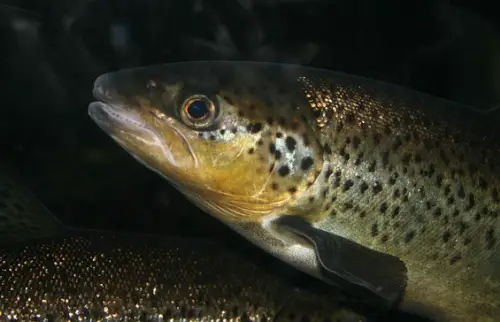 Fischzucht Borger Wadern - Wadrill