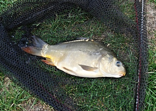 Fischverkauf Ziegler Eining