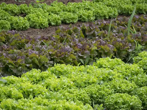 Dalchau und Dahle Gartenbau  Gusow- Platkow - Gusow