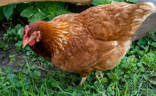 Bauernhofladen Kickel Verkaufsautomat Springe