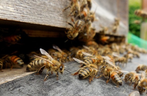 Bio-Imkerei Kaisergold Going am Wilden Kaiser