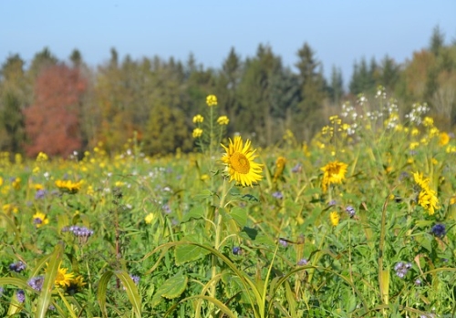 Imker Strütt Schönenberg