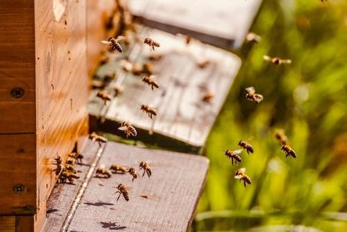 Bio Imkerei Bartl Waakirchen