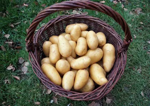 Fächerautomat für Kartoffeln und Zwiebeln Sehnde-Bilm