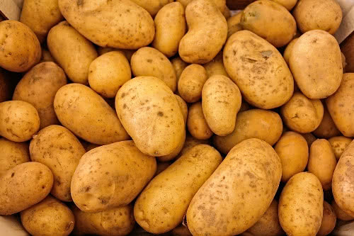 Biokartoffeln Mühlbauer Künzing