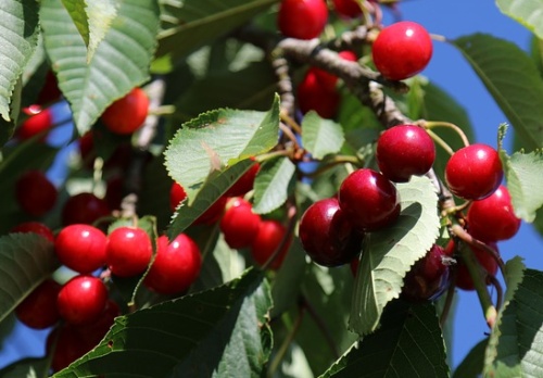 Obstgarten Franke Sornzig-Ablaß/ OT Gaudlitz