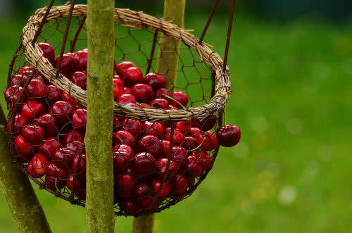 Obstgarten Franke Leisnig