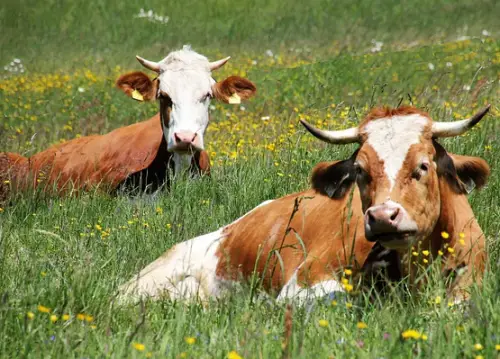 Hofladen Knobel-Hof Naturland-Bio Aitern