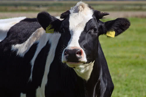 Heisterholzer Milch Petershagen