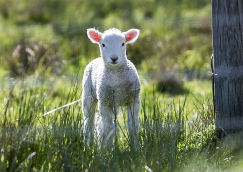 Familie Lindlbauer - Gutes vom Lamm Roßbach-Edt