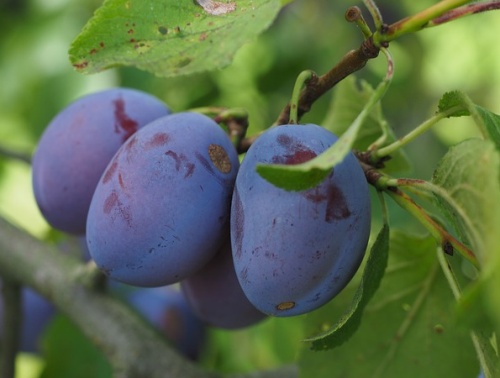 Biogärtnerei - Streuobstmosterei Malus Silkerode