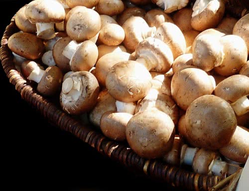 Waldpilze Boletus Riedt