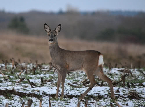 Wildverkauf Huber Wolnzach