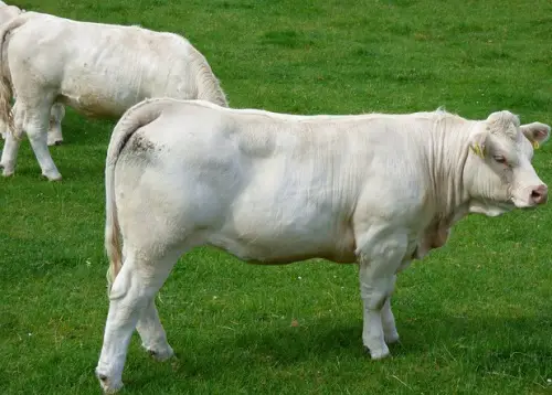 Landwirtschaftsbetrieb Kriegel Cunewalde