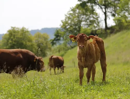 Limousin-Hof Hahues Lippetal-Lippborg