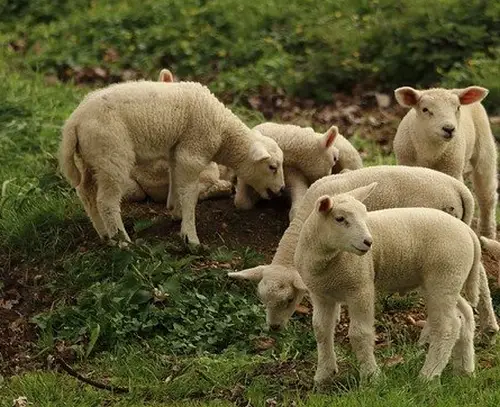 Bäumlehof (Bioland) Leibertingen