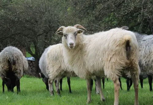 Schäferei Schweigl Moosbach