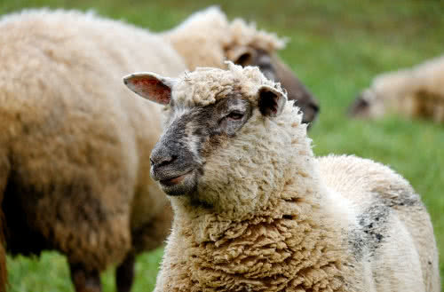 Leutenegger Schafmilchprodukte Schönholzerswilen