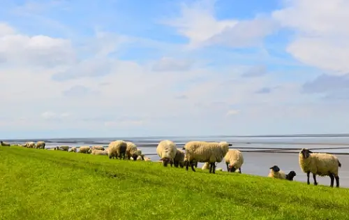 Texelschaf Windeck