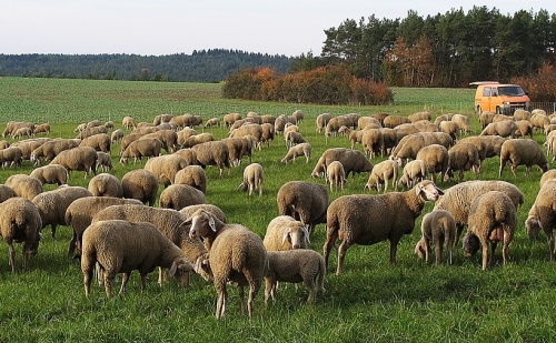 Schäferei Biohof Weiß Thalmässing OT Stauf